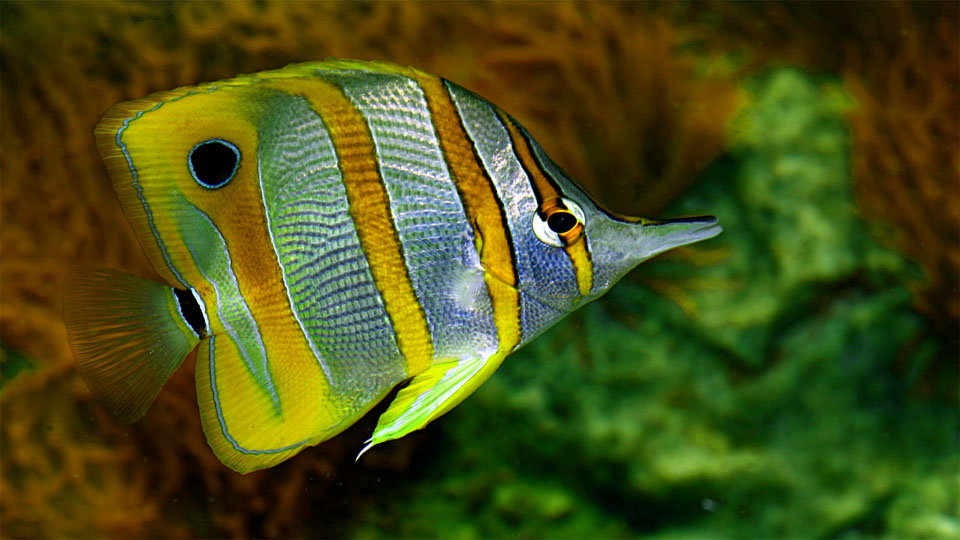 Copperband-Butterflyfish, Chelmon rostratus, Tiergarten Schönbrunn, Wien / A