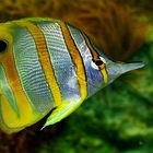 Copperband-Butterflyfish, Chelmon rostratus, Tiergarten Schönbrunn, Wien / A