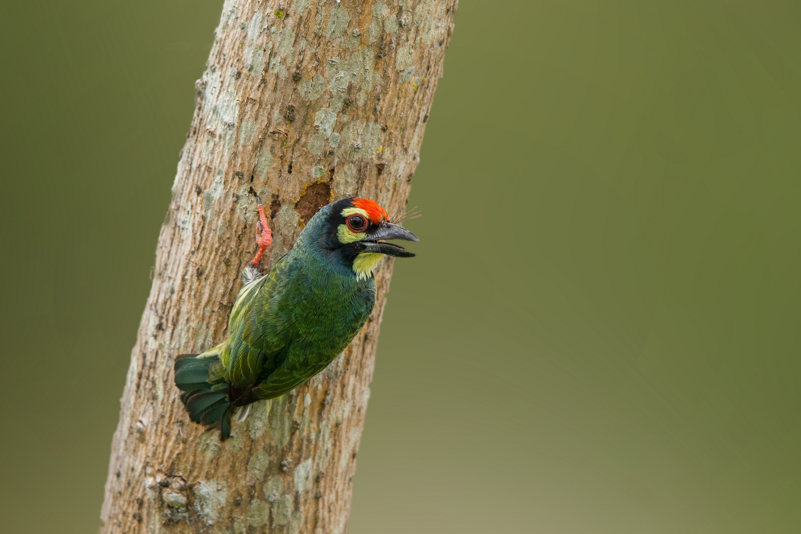 Coppersmith barbet