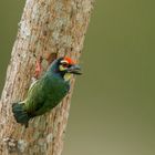 Coppersmith barbet