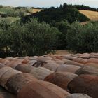 Coppi e colline Marchigiane