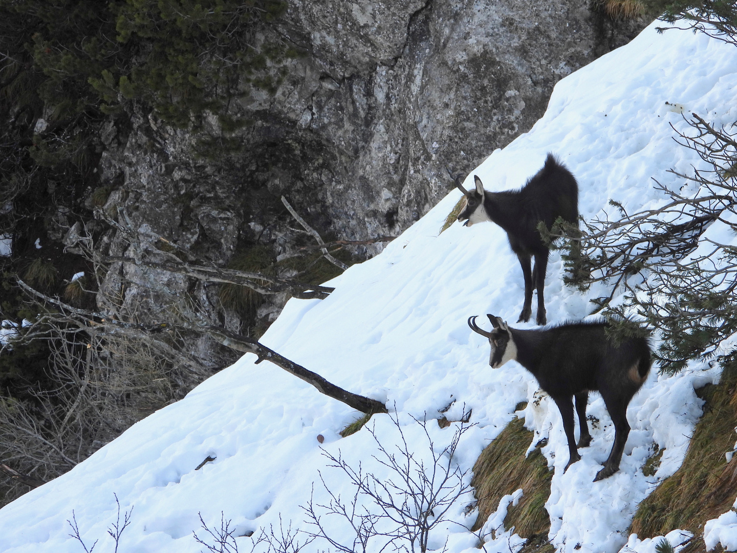 Coppia di camosci alpini