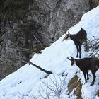 Coppia di camosci alpini