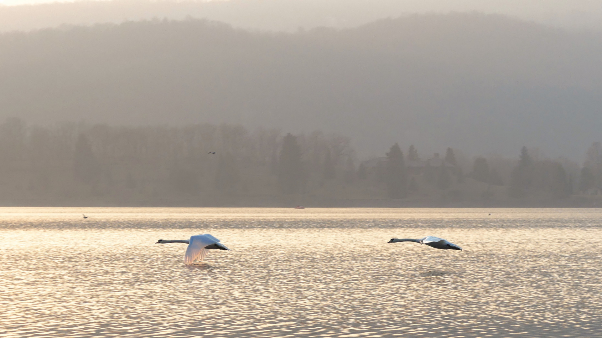 Coppia di cigni in volo sul lago