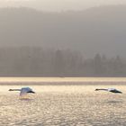 Coppia di cigni in volo sul lago