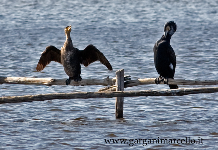 Coppia di Cormorani