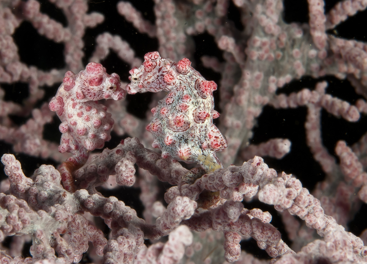 Coppia di ippocampi pigmeo bargibanti su gorgonia