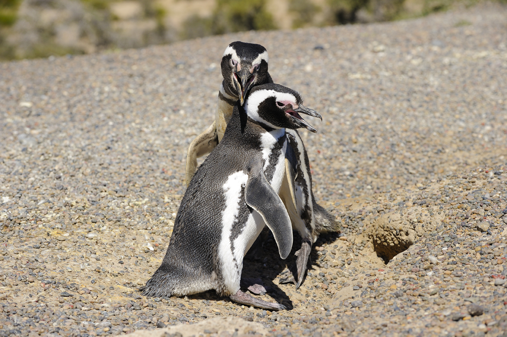 Coppia di pinguini di Magellano