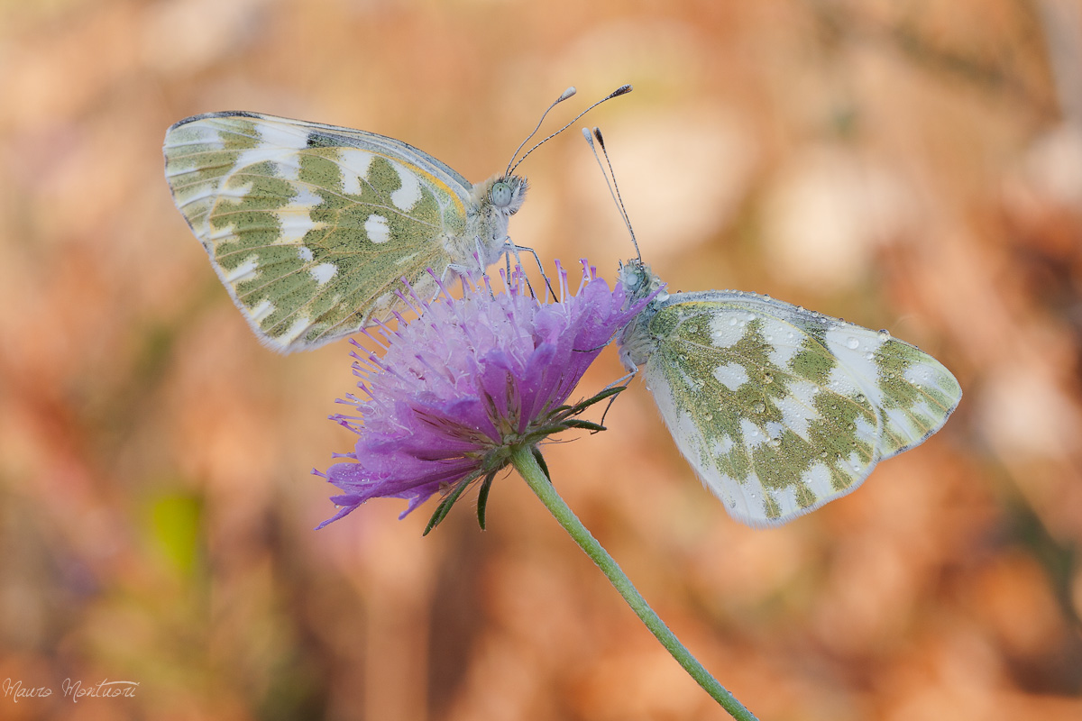 Coppia Di Pontia Edusa