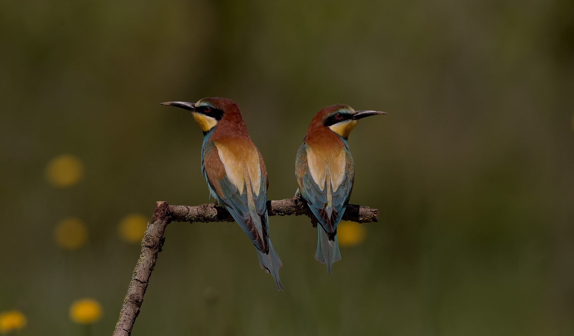 coppia Gruccioni...anche loro come tutte le coppie litigano...