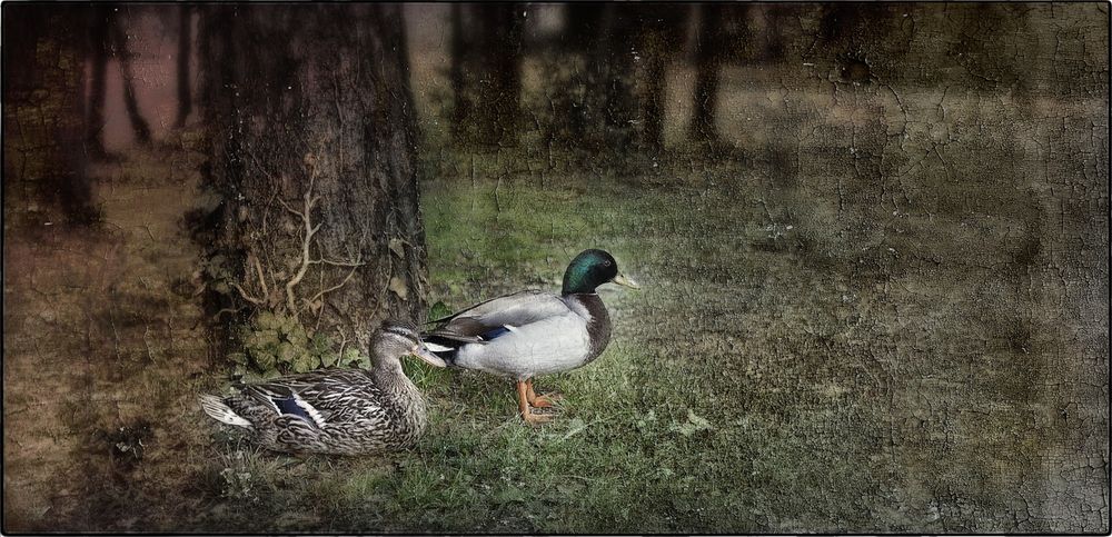 coppia reale al parco