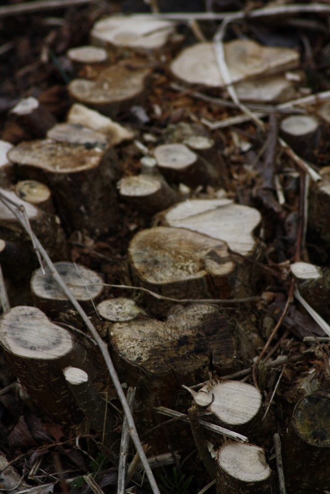 Coppiced bushes