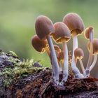 Coprinellus domesticus