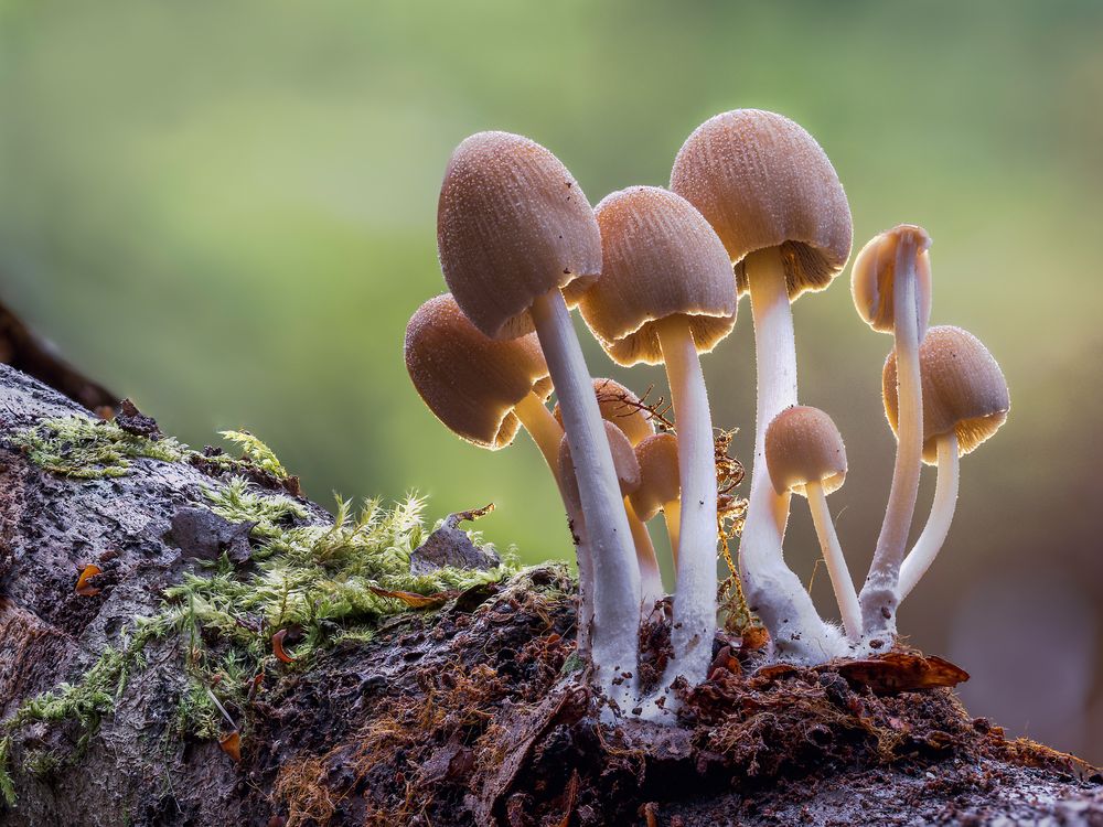 Coprinellus domesticus Foto & Bild pflanzen, pilze & flechten