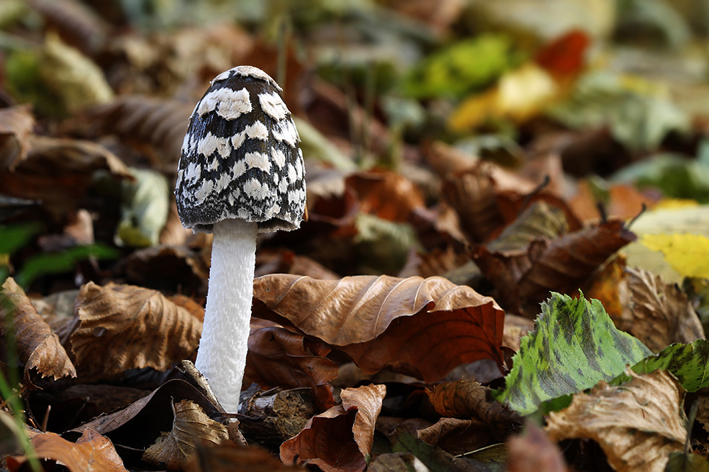 Coprinopsis picacea