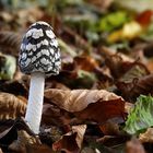 Coprinopsis picacea