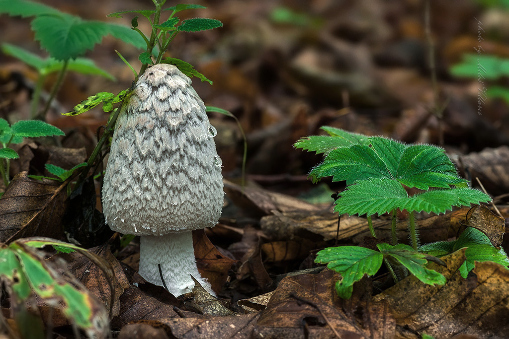 Coprinopsis picacea