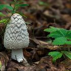 Coprinopsis picacea