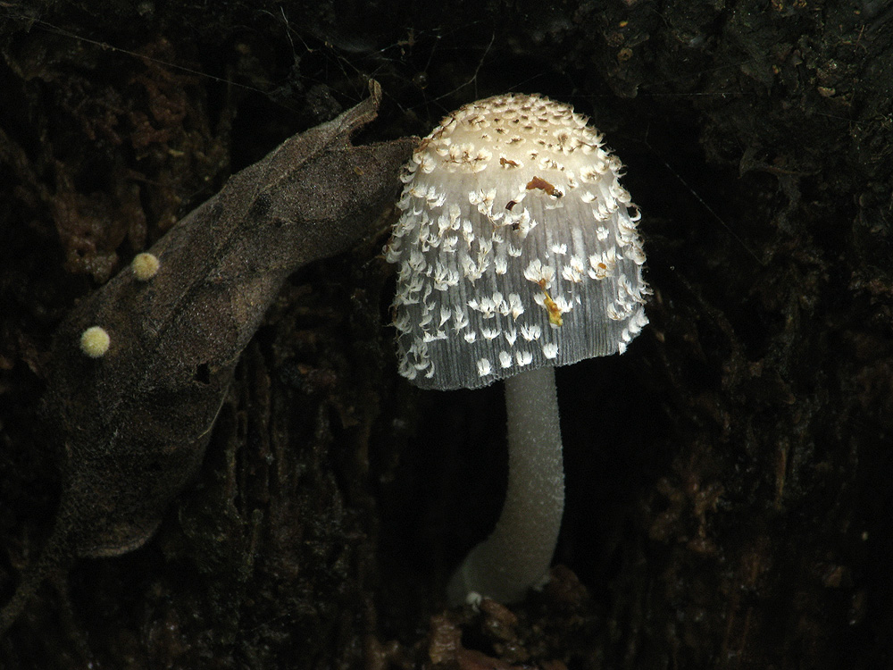 Coprinopsis spelaiophila