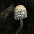 Coprinopsis spelaiophila