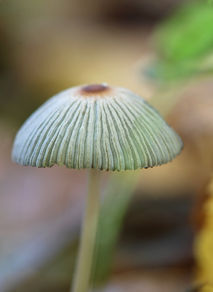 Coprinus