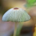 Coprinus