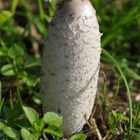 coprinus comatus