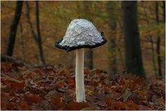 -coprinus comatus-