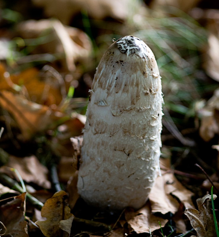 Coprinus comatus (seta)