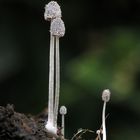 Coprinus foetidellus