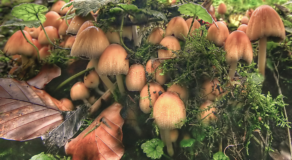 Coprinus Micaceus - Glistening Ink Cap