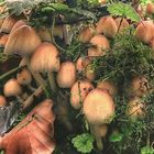 Coprinus Micaceus - Glistening Ink Cap