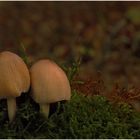 -coprinus miccaceus-