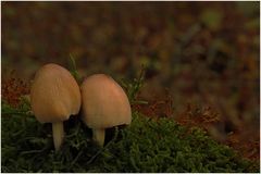 -coprinus miccaceus-