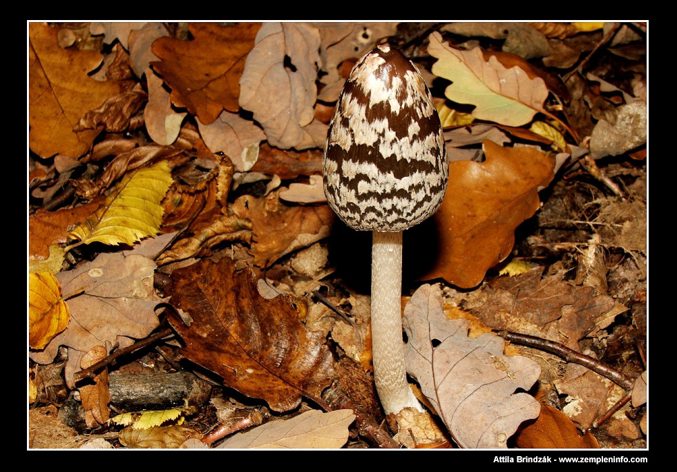 Coprinus picaceus