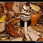 Coprinus picaceus