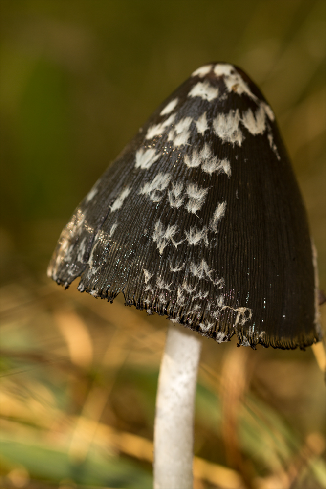 Coprinus picaceus (Spechttintling)