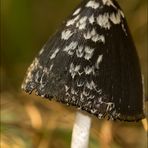 Coprinus picaceus (Spechttintling)