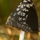 Coprinus picaceus (Spechttintling)