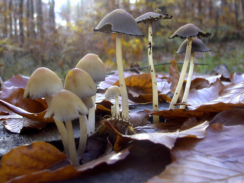 Coprinus sp. (unbest. Tintling-Art im Rheingau)