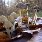 Coprinus sp. (unbest. Tintling-Art im Rheingau)