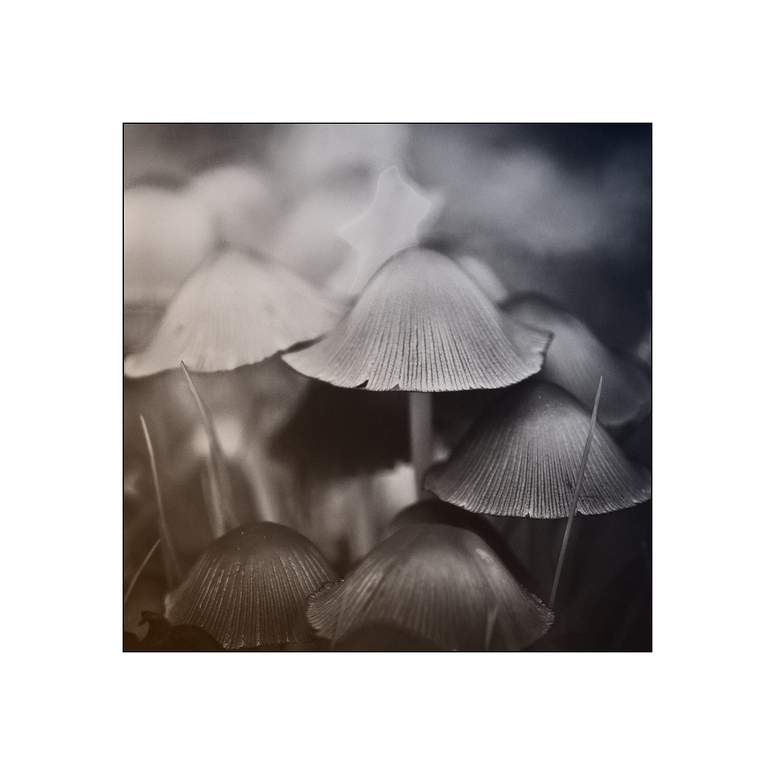 coprinus sylvaticus