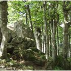 Copse On Monte Amiata