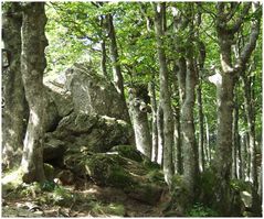 Copse On Monte Amiata