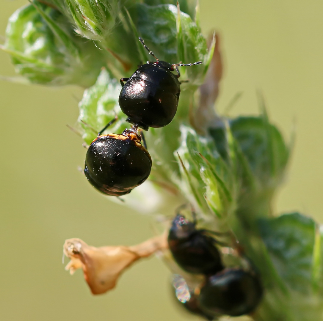 Coptosoma scutellatum