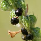 Coptosoma scutellatum