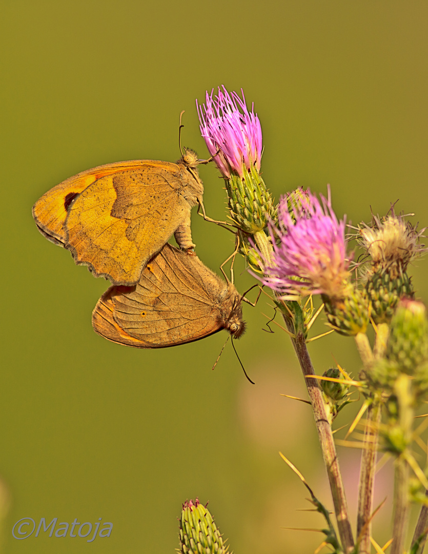 Cópula de mariposas.