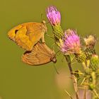 Cópula de mariposas.