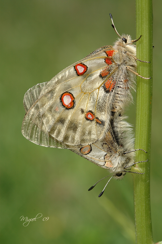 Copula de Parnassius apolo