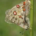 Copula de Parnassius apolo